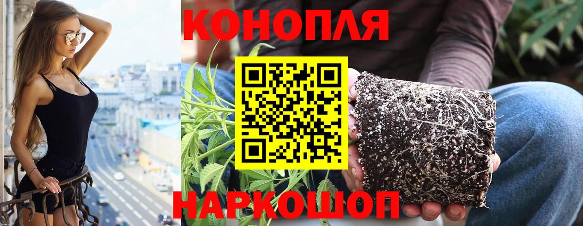 Конопля White Widow  Бошки марихуана план  Канабис SATIVA & INDICA  Вход с VPN  Волхов 
